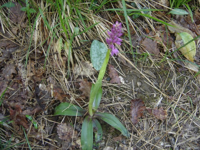 Orchis mascula ?